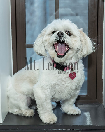Honey, the Winning Dog 2017