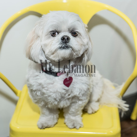 Honey, the Winning Dog 2017