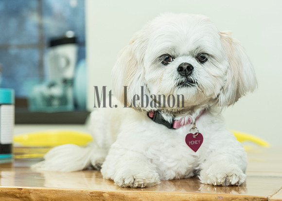 Honey, the Winning Dog 2017