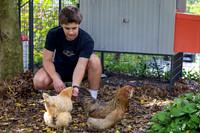 Jones Chickens 250507 003_Simpson