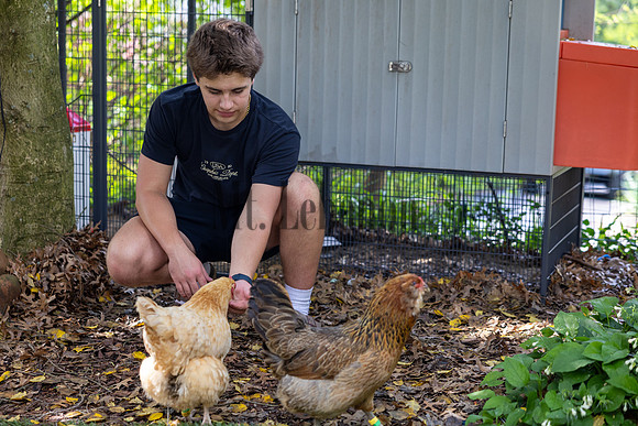 Jones Chickens 250507 003_Simpson