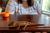 Rutledge Pets 250514 1689_Simpson