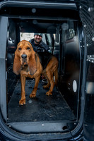 MTLPD K9 Police Dog Bear 260128 013