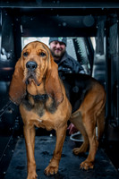 MTLPD K9 Police Dog Bear 260128 017