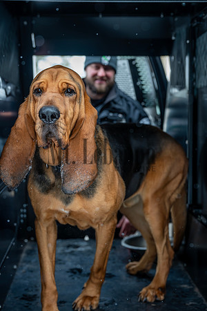 MTLPD K9 Police Dog Bear 260128 016