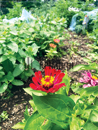 Zinnia_Oster_CMYK