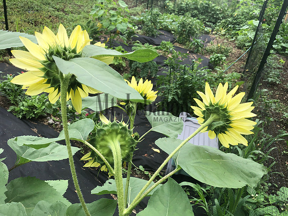 Sunflower_Oster