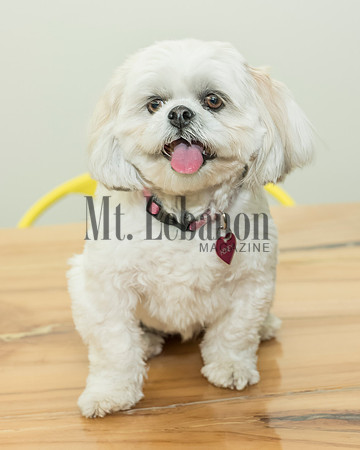 Honey, the Winning Dog 2017