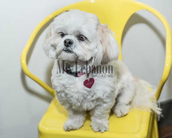 Honey, the Winning Dog 2017