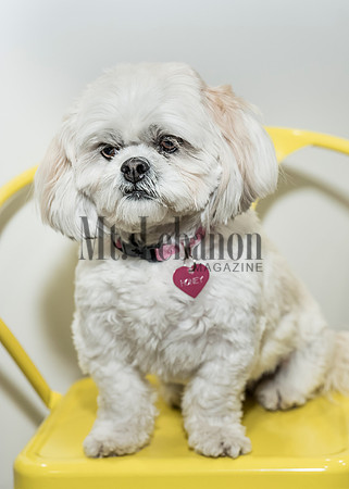 Honey, the Winning Dog 2017
