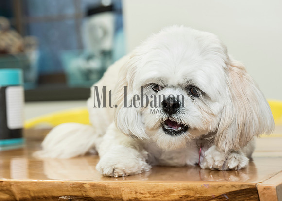 Honey, the Winning Dog 2017