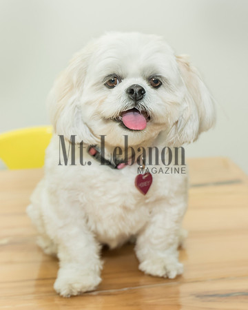 Honey, the Winning Dog 2017