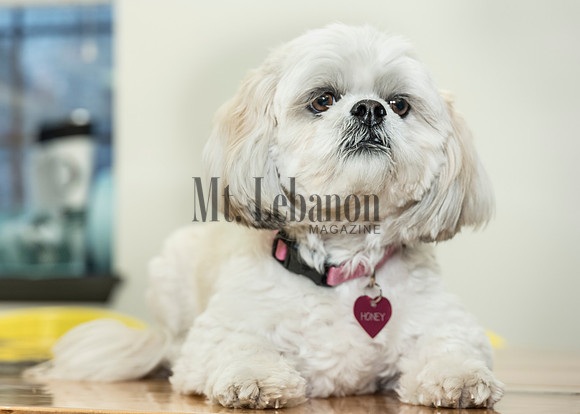 Honey, the Winning Dog 2017