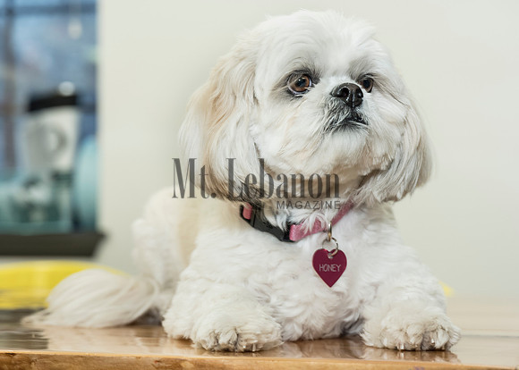 Honey, the Winning Dog 2017