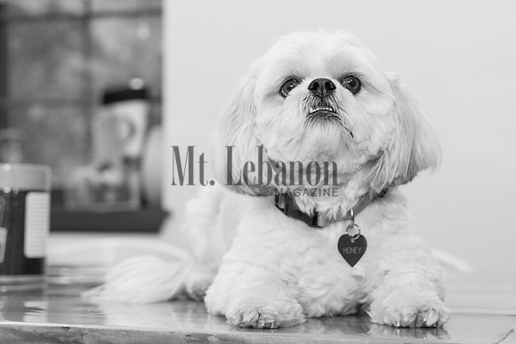 Honey, the Winning Dog 2017