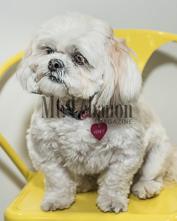 Honey, the Winning Dog 2017
