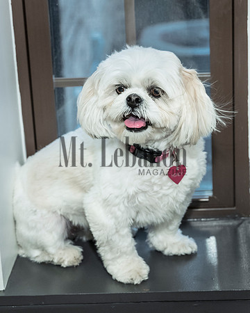 Honey, the Winning Dog 2017