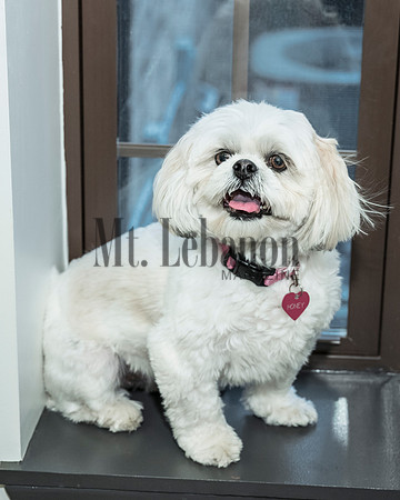 Honey, the Winning Dog 2017