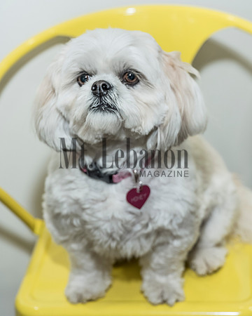 Honey, the Winning Dog 2017