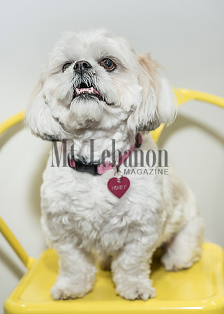 Honey, the Winning Dog 2017